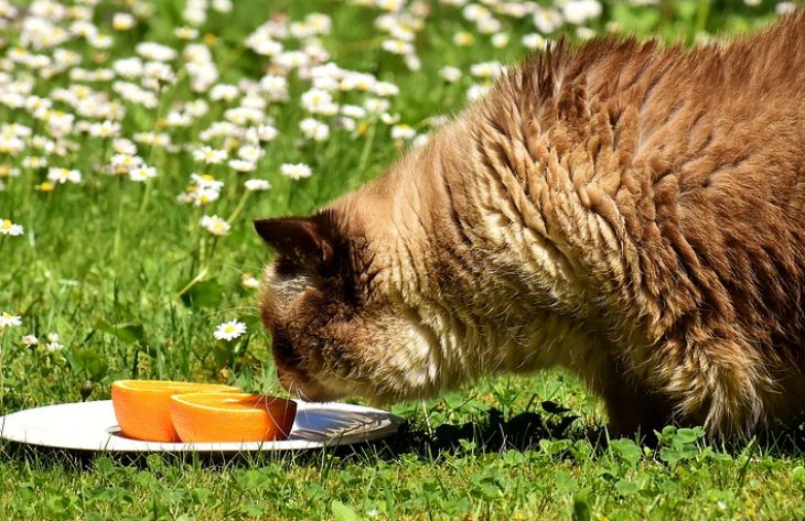 Почему кошки так сильно не любят апельсины: эксперты дали простое объяснение