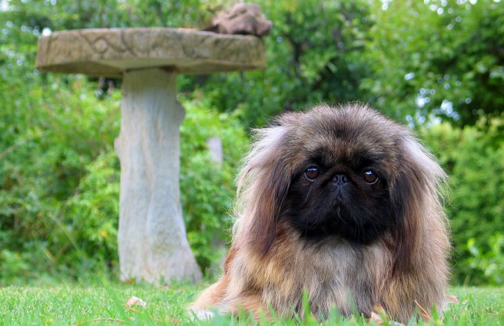 Почему пекинес считается королевской собакой: любопытные факты, о которых мало кто знает