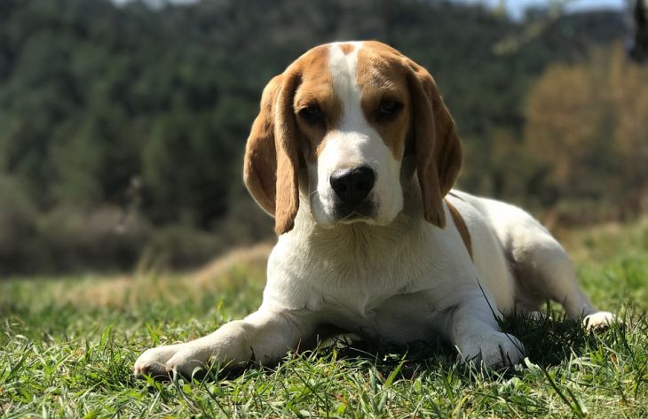 Почему собаки боятся темноты: эксперты дали простое объяснение