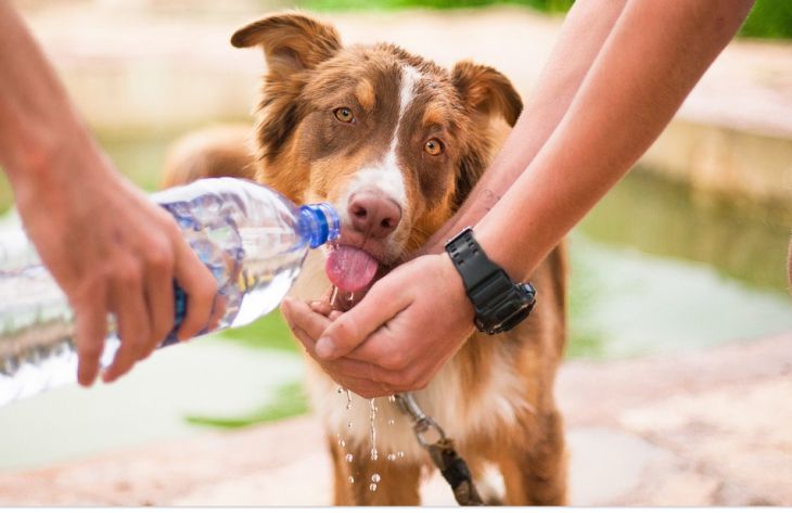 Какие 5 действий очень нравятся собакам, рассказали специалисты