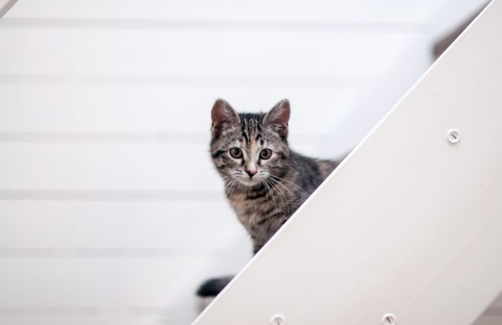 Какие кошачьи привычки заставляют думать, что питомец вас не любит: мнение специалистов кошка