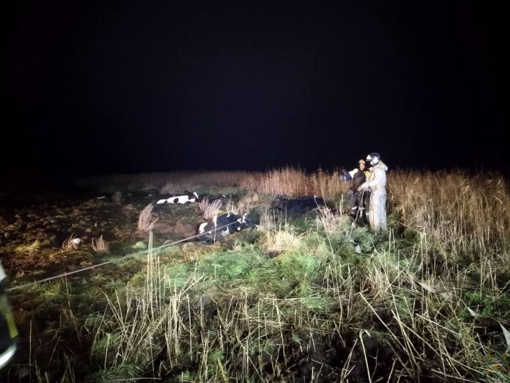 Сотрудники МЧС спасли символ 2021 года: в Хойникском районе в яму провалились 6 коров