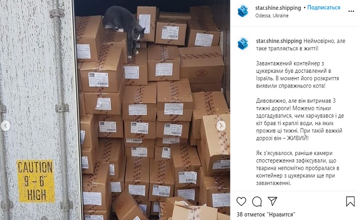 Кошка 3 недели провела в открытом море, питаясь одними конфетами Кошка 3 недели провела в открытом море, питаясь одними конфетами