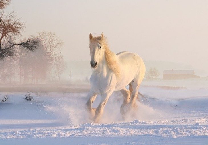 лошадь