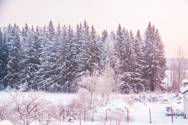 Штормовое предупреждение. Морозы до 28 градусов нагрянут в Беларусь 7 февраля лес
