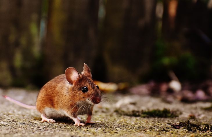 Как прогнать мышей: названы эффективные способы