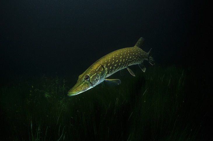 С 1 марта в Беларуси вводится запрет на лов щуки. Размеры штрафов впечатляют