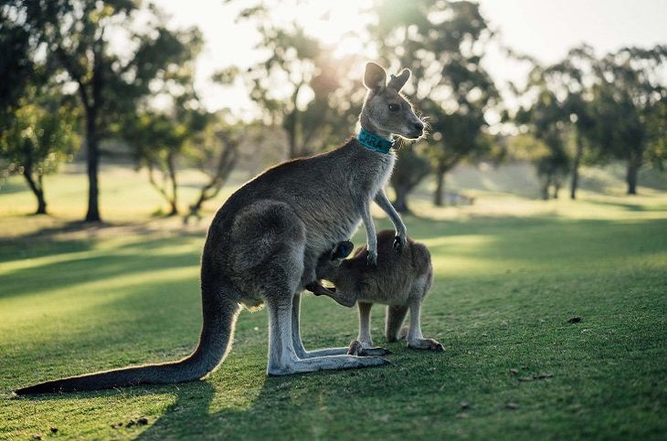Австралия: 10 интересных фактов, о которых не знают