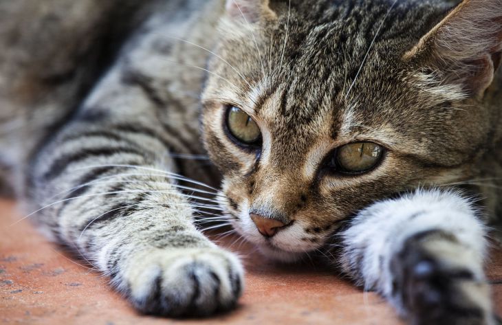 3 причины, почему  кошки громко мяукают в доме