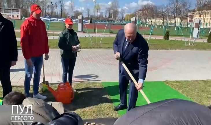«Хлопцы, кто будет топтать?»: Лукашенко в костюме сажал деревья в Брагине