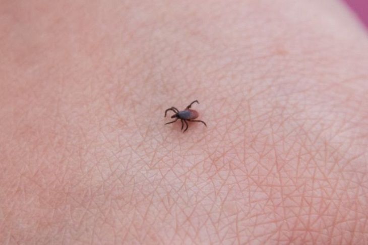 Какие два симптома помогут распознать укус энцефалитного клеща