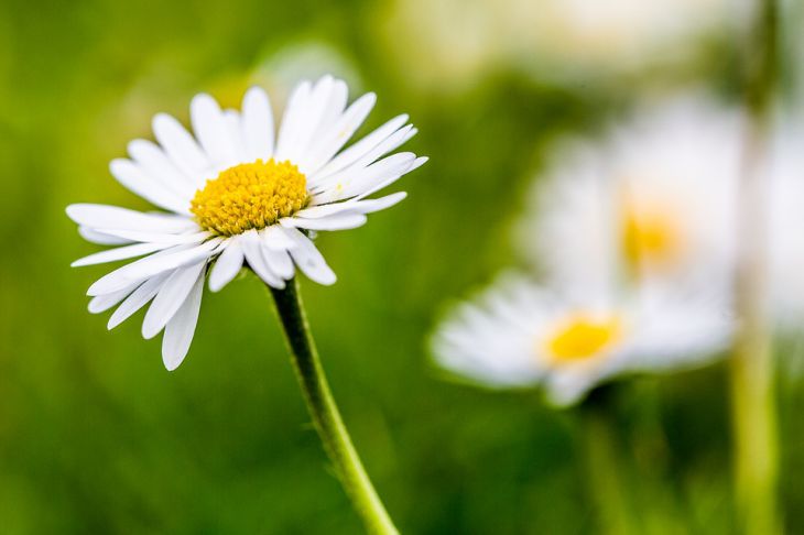 Любимчики Фортуны: каким знакам зодиака будет вести в конце апреля ромашка