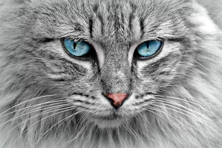 Топ-10 самых опасных пород кошек в мире: новости, кошки, породы, опасность,  эксперты, животные, домашние животные