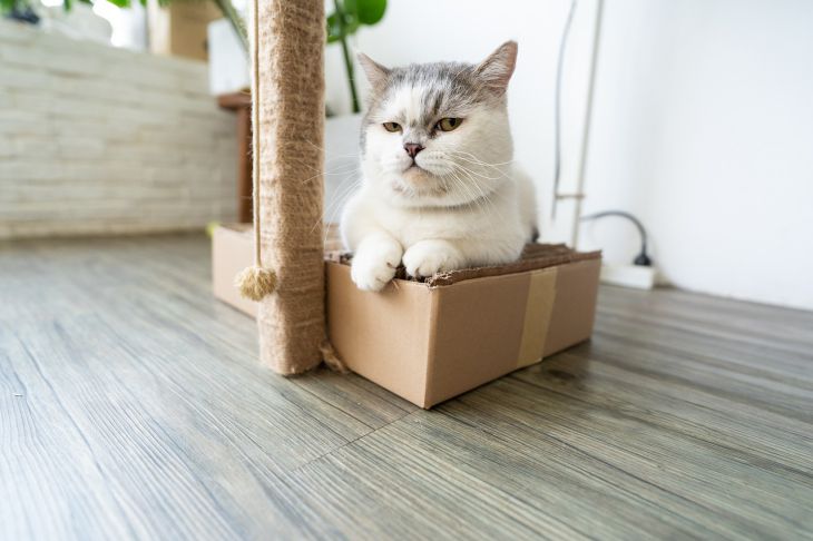 Кошка Коробка
