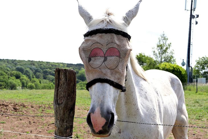 Лошадь Шутка