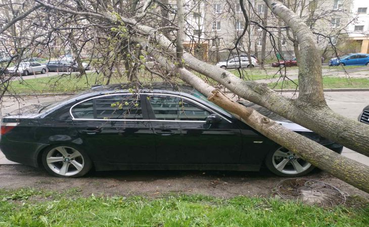 Непогода в Беларуси: ветер вырывает деревья и сносит крыши