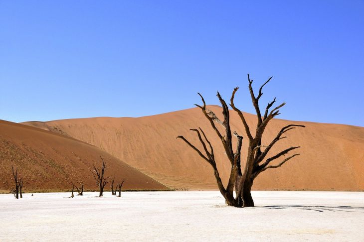 Дерево Пустыня