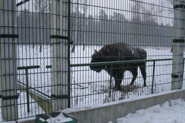 Беларусь направила партию краснокнижных зубров на продажу в Россию зубр