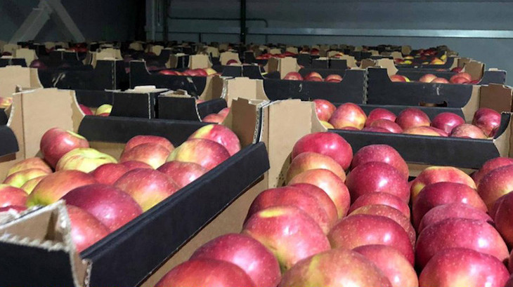 Литовский перевозчик пытался незаконно ввезти несколько тонн польских яблок в Россию через Беларусь яблоки