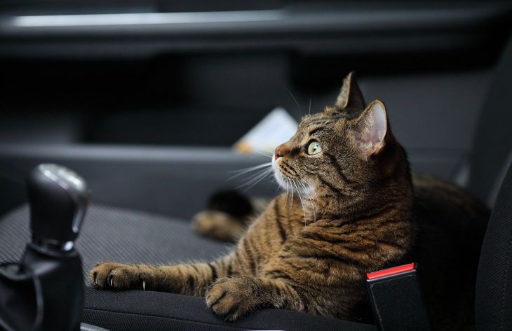 Почему не стоит брать кошку с собой в путешествие, объяснили эксперты