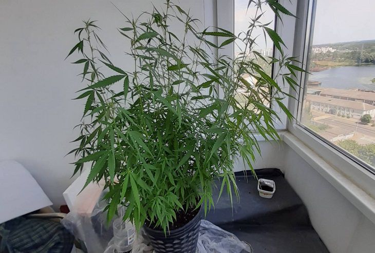 Марихуана выращивание на балконе марихуана перевести