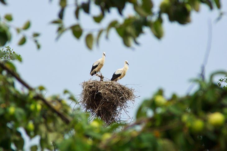 Народные приметы на 20 августа: как определить погоду на конец лета аист