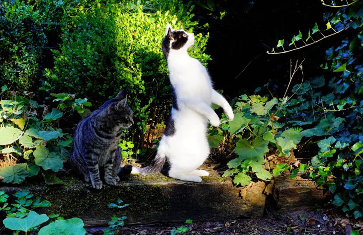 Почему кошка становится на задние лапы: специалисты перечислили возможные причины коты