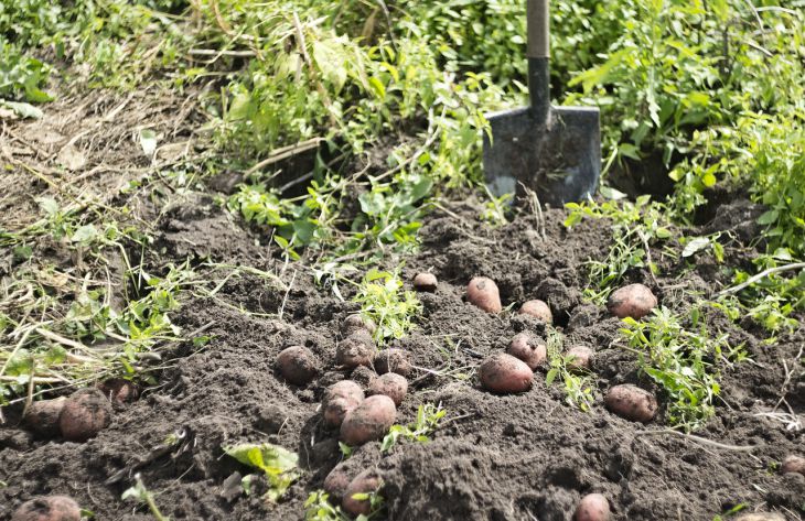 Что можно посадить на месте выкопанного раннего картофеля