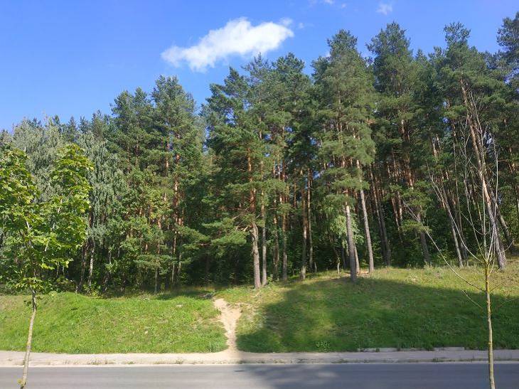 Ограничения на посещение лесов введены в 27 районах Беларуси