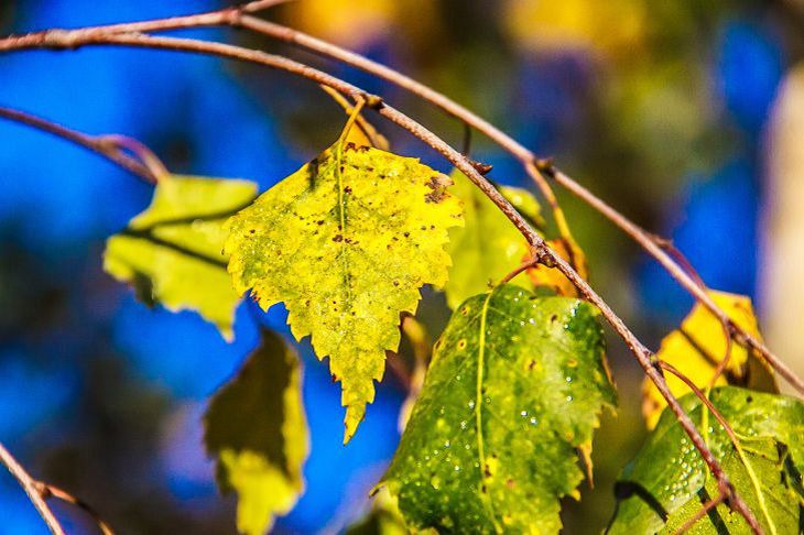 Народные приметы на 25 августа: каким будет бабье лето погода