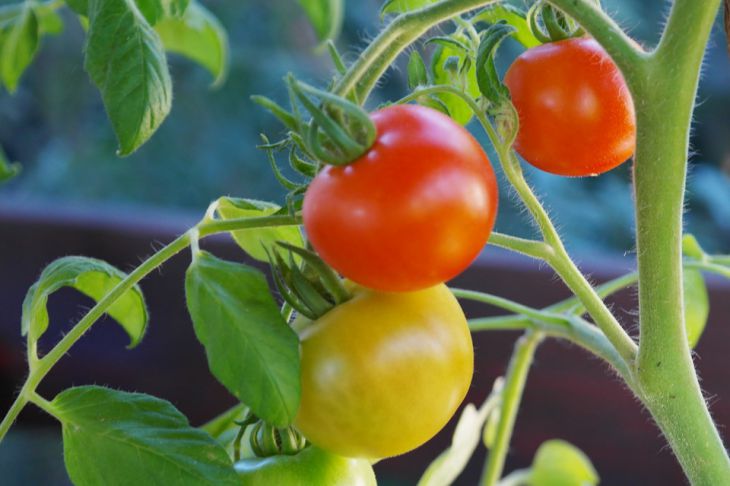 Как вырастить, благодаря аспирину, большой урожай помидоров: хитрость огородника