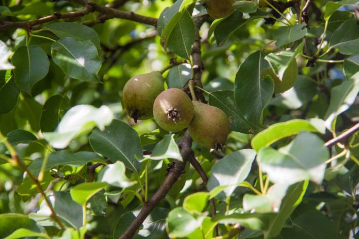 Почему плоды груши гниют на дереве и как с этим бороться