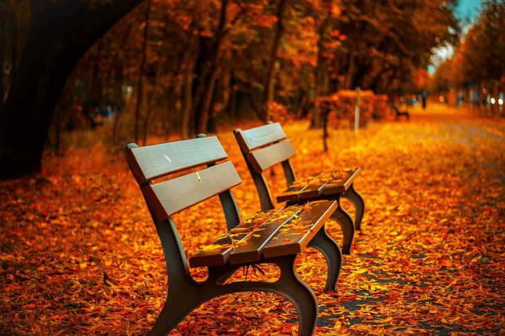скамейка осень