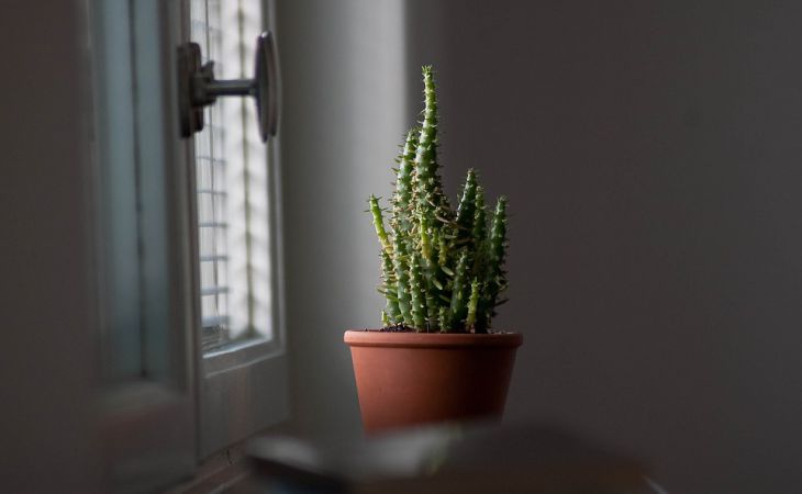 Где нельзя ставить комнатный кактус в доме: о чем не знают хозяйки
