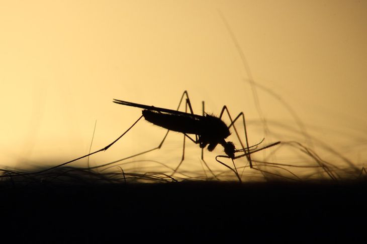 Что сажать в огороде, чтобы не было комаров: совет огородника 