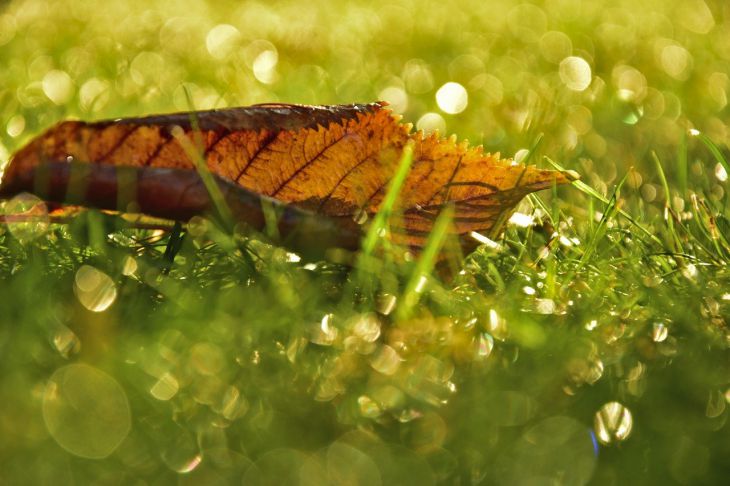 Куда можно использовать листья грецкого ореха Листья