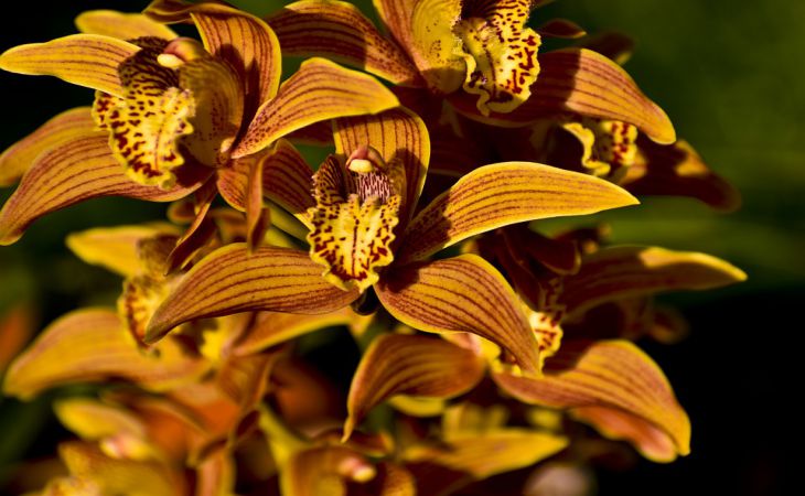 Почему в доме нельзя держать орхидею: о чем не знают хозяйки