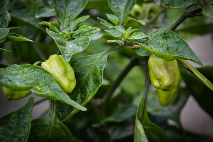 Можно ли сажать перец рядом с помидорами: ошибки, которые делают дачники