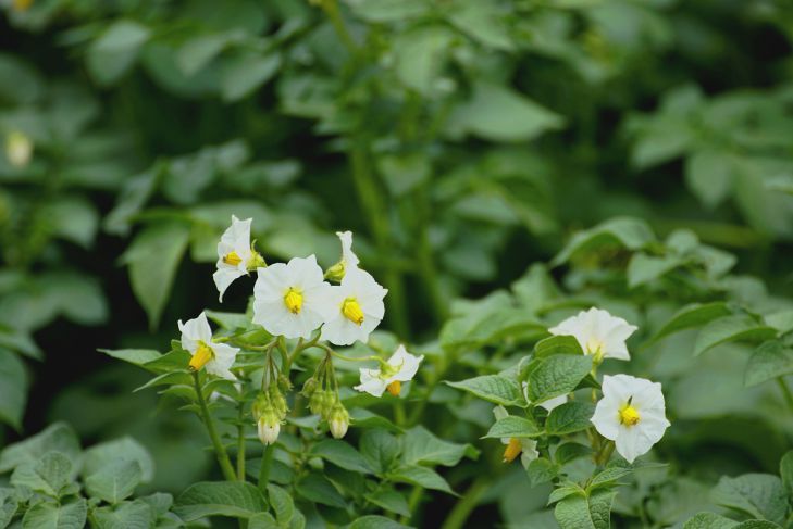Для чего нужно обрывать цветки у картофеля: о чем знают огородники цветок
