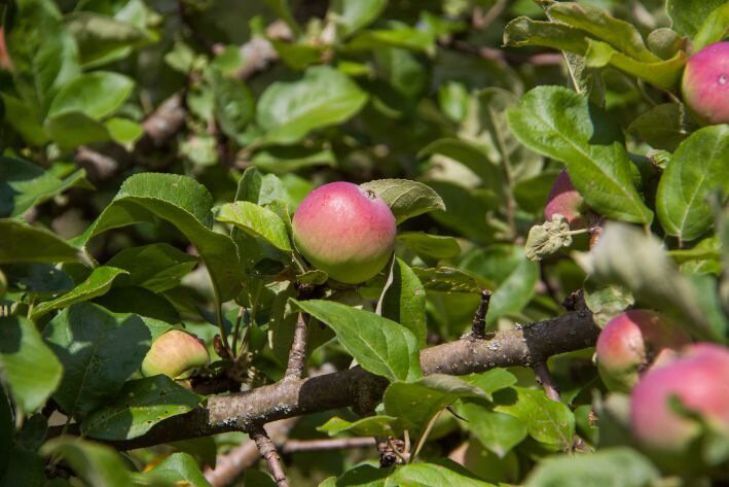 Что нужно делать, чтобы яблоня давала яблоки каждый год