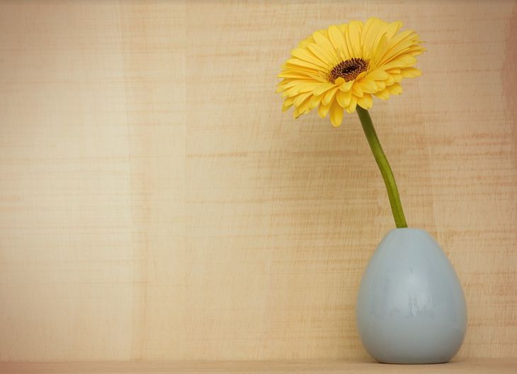 5 комнатных растений, которые нужно купить, если в доме есть курильщик цветок