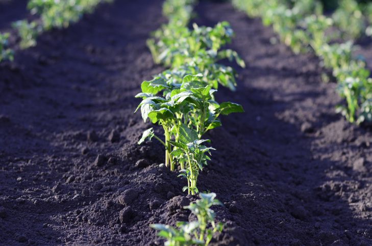 Как восстановить почву после нескольких лет выращивания картофеля
