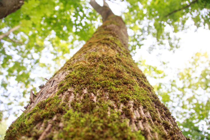 Как избавиться от пня спиленного дерева без корчевания: советы дачникам