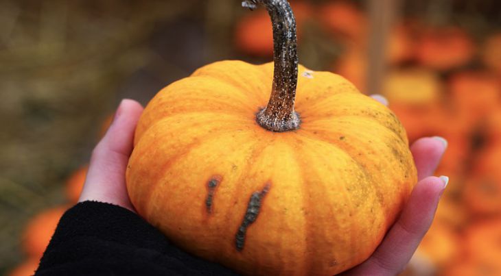 Диетолог рассказала о пользе и вреде тыквы Диетолог рассказала о пользе и вреде тыквы