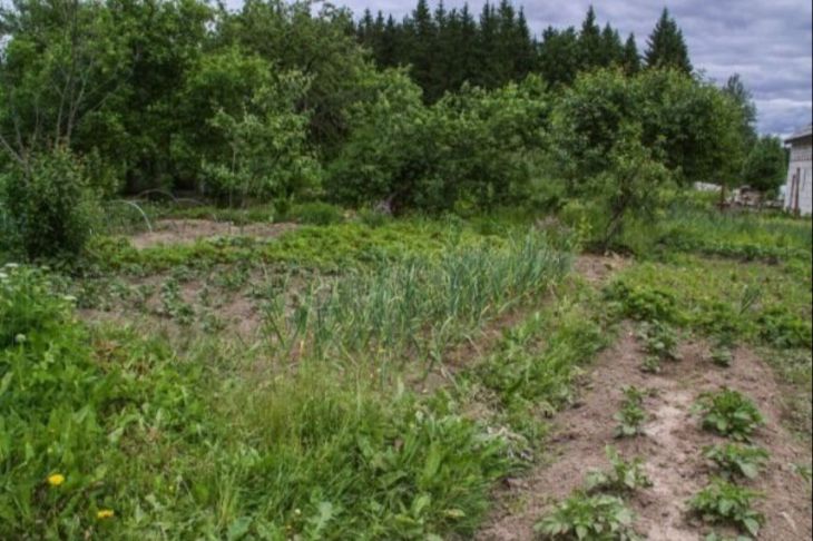 Как избавиться от сорняков с помощью простых средств: названы простые способы огород