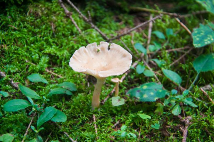 На участке растут грибы поганки