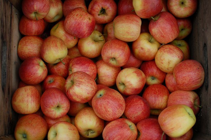 Как сохранить свежие яблоки на зиму в теплице: хитрость, о которой недогадываются: новости, яблоки, урожай, хранение, парник, зима, сад и огород