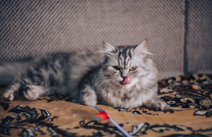 По какой причине кошка облизывает человека: вы удивитесь кошка