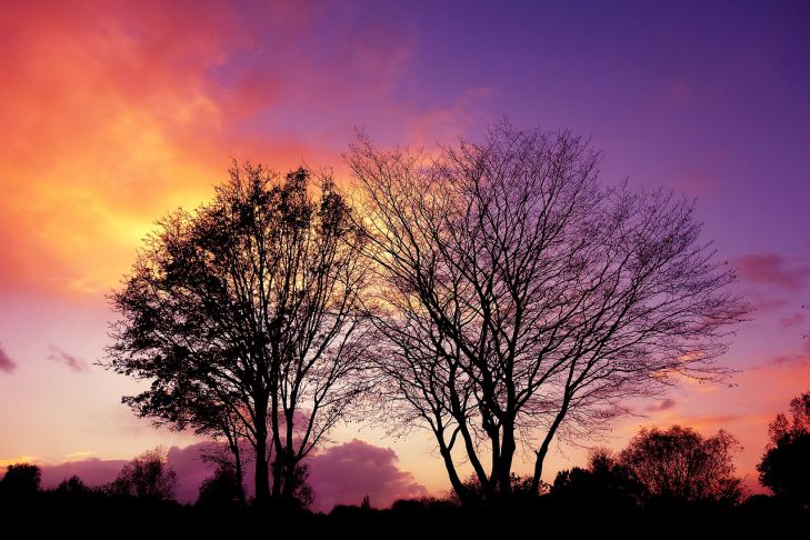 Какой сегодня праздник: 24 ноября 2021 года деревья