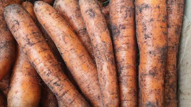 Чем «припудрить» морковь на зиму, чтобы хранилась свежей и сочной: о какой хитрости не знают дачники